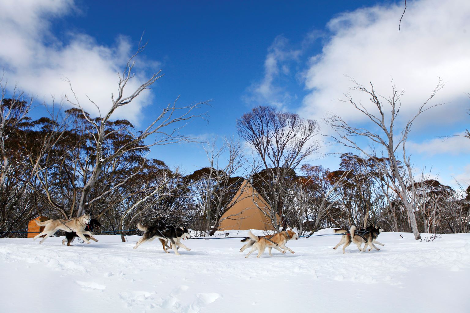 Thermal spas, sledding with Huskies and a hot chocolate festival Make